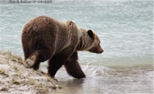 Bear Corner Adventures Bed & Bale Hotel Golden Buitenkant foto