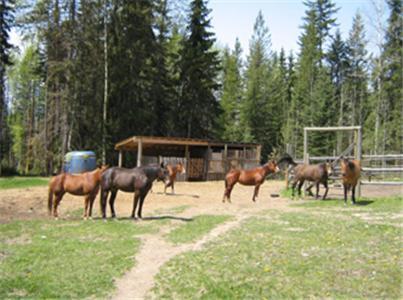 Bear Corner Adventures Bed & Bale Hotel Golden Buitenkant foto
